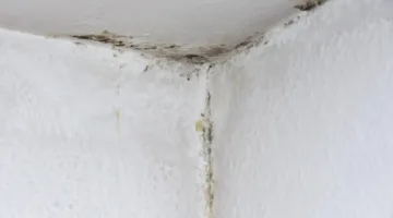 أسباب ظهور العفن في المنزل وسبل التعامل معه