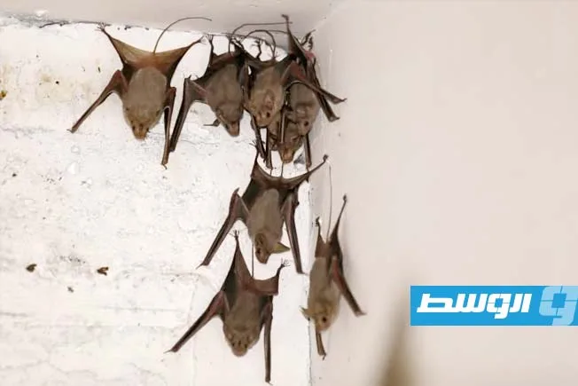 أسترالي يتوفي نتيجة إصابته بفيروس ناتج عن لدغة خفاش. أسترالي يتوفي نتيجة إصابته بفيروس ناتج عن لدغة خفاش.