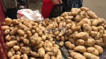 أسعار الخضراوات والفواكه في سوق العبور بتاريخ 27 يوليو 2025