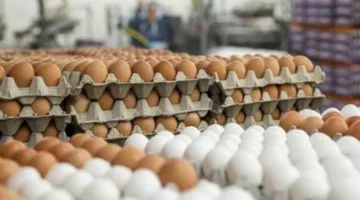 أسعار الدواجن والبيض ليوم الخميس 17 يوليو 2025: ما هو سعر كيلو الفراخ البيضاء؟