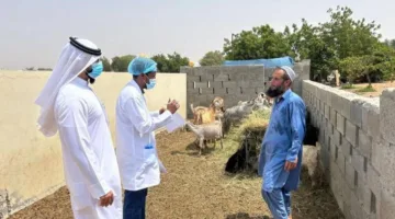 أم القيوين تطلق مبادرة «حلالنا معافى» لتعزيز قطاع الإنتاج الحيواني