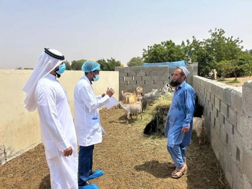 أم القيوين تطلق مبادرة «حلالنا معافى» لتعزيز قطاع الإنتاج الحيواني