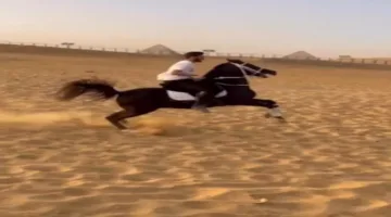 أهم المعلومات حول ابن عصام الحضري