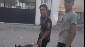 إثارة الذعر لدى الأطفال بواسطة كلب عدواني تثير قلق الأمن (فيديو)
