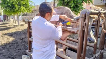إطلاق 214 قافلة بيطرية مجانية لتقديم العلاج للماشية والطيور في 176 قرية