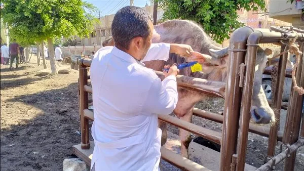 إطلاق 214 قافلة بيطرية مجانية لتقديم العلاج للماشية والطيور في 176 قرية إطلاق 214 قافلة بيطرية مجانية لتقديم العلاج للماشية والطيور في 176 قرية