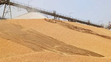 إمداد 553.5 ألف طن من القمح في أسوان بارتفاع نسبته 82% مقارنة بالموسم السابق