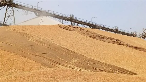 إمداد 553.5 ألف طن من القمح في أسوان بارتفاع نسبته 82% مقارنة بالموسم السابق