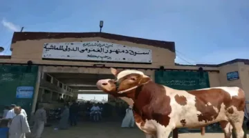 ابتزاز ضمان مالي بقيمة 41 مليون جنيه.. اعتقال مستأجر سوق المواشي
