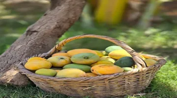احترس قبل تقشير المانجو: علامتان تشيران إلى ضرورة التخلص منها فورًا