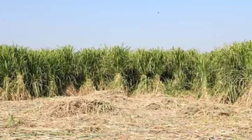 استراتيجية شاملة لتعزيز إنتاج القصب والبنجر مع تقليل استهلاك المياه