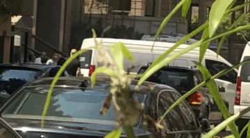 استقبال جثمان لطفي لبيب في كنيسة مارمرقس بمصر الجديدة