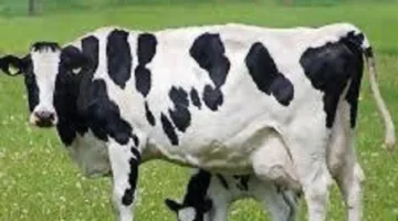 استكشف حكم ذبح الحيوان الحامل دون وجود مرض أو عائق