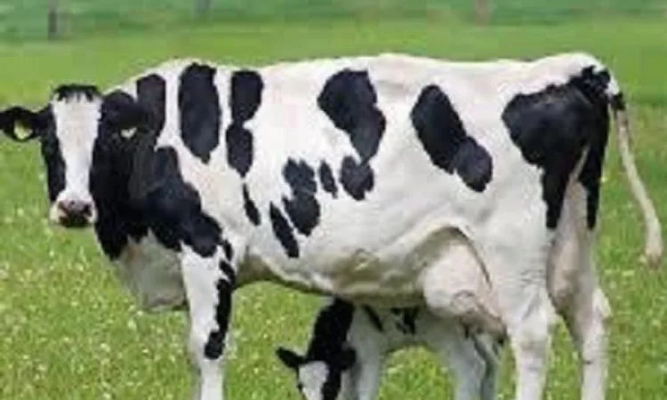 استكشف حكم ذبح الحيوان الحامل دون وجود مرض أو عائق استكشف حكم ذبح الحيوان الحامل دون وجود مرض أو عائق