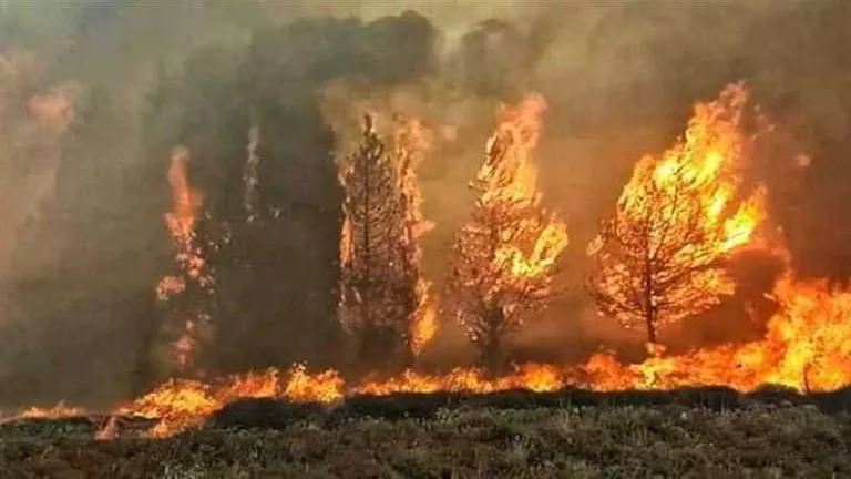 استمرار حرائق المناطق الريفية في اللاذقية بسوريا.. ما هي مدى الأضرار؟ استمرار حرائق المناطق الريفية في اللاذقية بسوريا.. ما هي مدى الأضرار؟