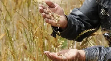 اقتراب موسم حصاد القمح المحلي في مصر من انتهائه بـ3.91 مليون طن.. وتحسن ملحوظ مقارنة بالعامين السابقين.