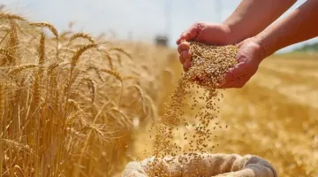 الأمن الغذائي يوزع 457 مليون ريال كدفعة أولى لمزارعي القمح المحلي