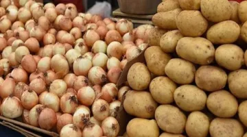 البصل والبطاطس يتصدران قائمة صادرات مصر الزراعية في عام 2025