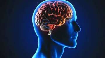 الدماغ يعتمد على الدهون كمصدر للطاقة عند انخفاض مستويات الجلوكوز