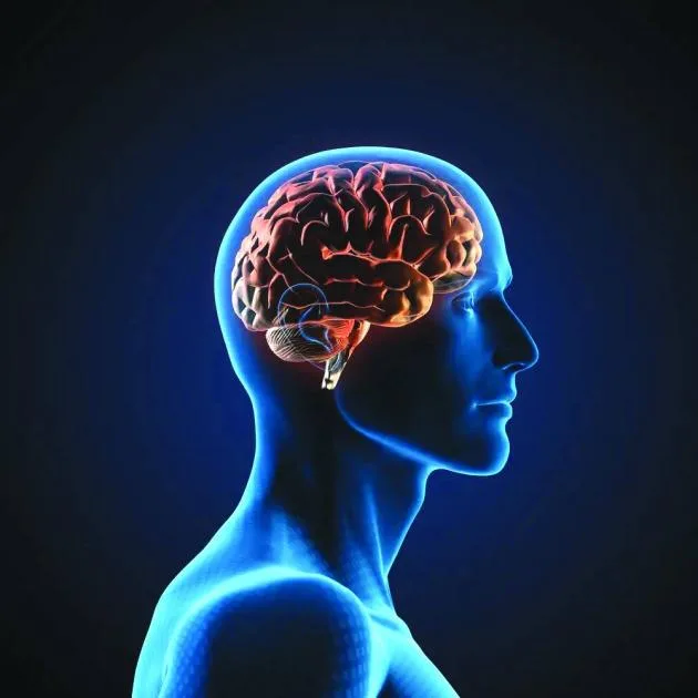 الدماغ يعتمد على الدهون كمصدر للطاقة عند انخفاض مستويات الجلوكوز الدماغ يعتمد على الدهون كمصدر للطاقة عند انخفاض مستويات الجلوكوز