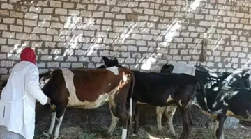 الزراعة: 214 حملة بيطرية مجانية في 176 قرية خلال يونيو الماضي