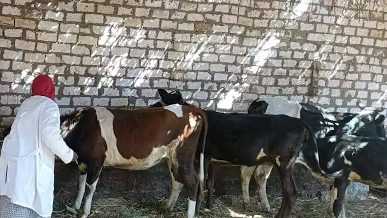 الزراعة: 214 حملة بيطرية مجانية في 176 قرية خلال يونيو الماضي