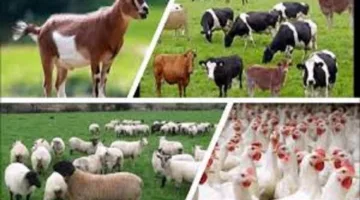 الزراعة: تقديم تسهيلات واسعة للحصول على تراخيص لمشروعات الثروة الحيوانية والدواجن