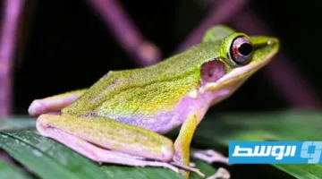 الضفادع تأسر الأنظار في غابات بورنيو