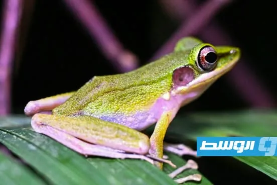 الضفادع تأسر الأنظار في غابات بورنيو الضفادع تأسر الأنظار في غابات بورنيو