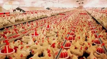 المصرية للدواجن تُعلن عن قرار مجلس الإدارة بخصوص بيع الأسهم المحتفظ بها.