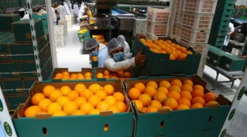 المنتجات الزراعية المصرية تتخطى 5.8 مليون طن في الصادرات
