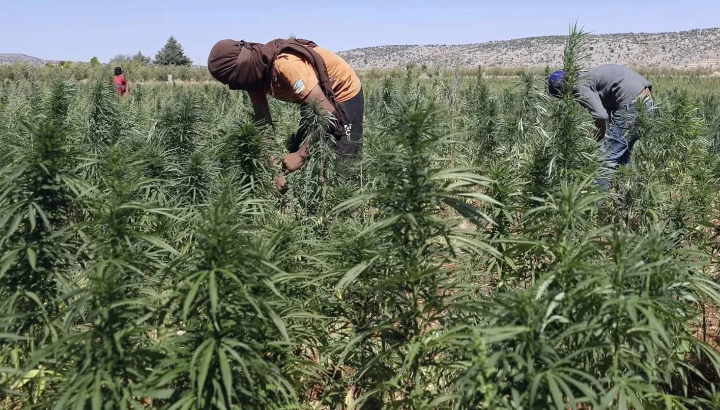 الهيئة المعنية تبدأ تنظيم زراعة القنب: هاني لـ’النهار’: سنستفيد من الموسم الحالي الهيئة المعنية تبدأ تنظيم زراعة القنب: هاني لـ’النهار’: سنستفيد من الموسم الحالي