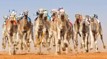 انطلاق مهرجان سباقات الهجن في العين اليوم