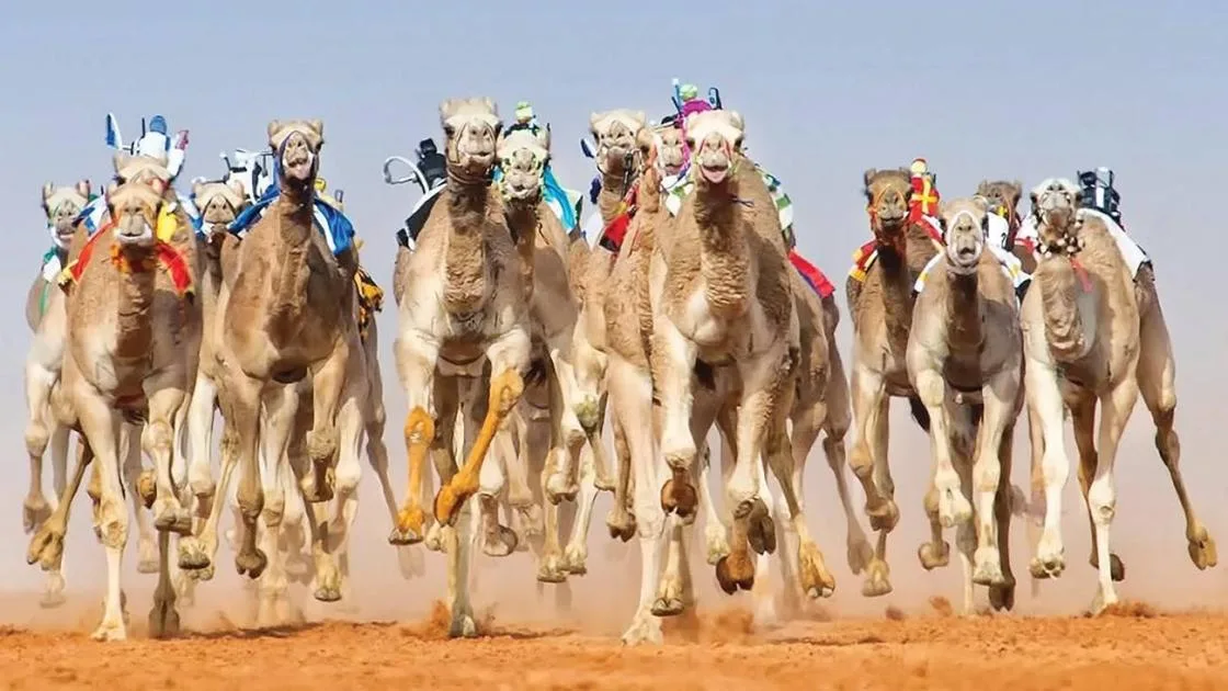 انطلاق مهرجان سباقات الهجن في العين اليوم انطلاق مهرجان سباقات الهجن في العين اليوم