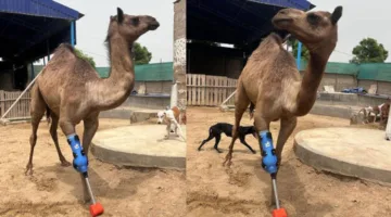 بالصور.. جمل يستعيد قدرته على المشي بفضل طرف صناعي
