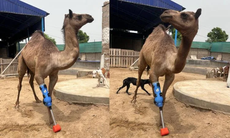 بالصور.. جمل يستعيد قدرته على المشي بفضل طرف صناعي بالصور.. جمل يستعيد قدرته على المشي بفضل طرف صناعي