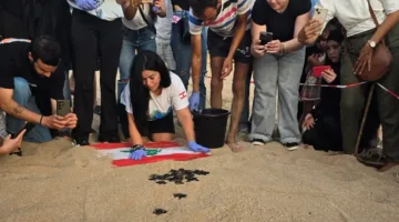 بالفيديو والصور – عند غروب الشمس… تحرير سلاحف بحرية حديثة الفقس على شاطئ بلدة المنصوري.