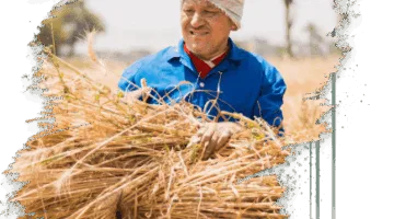 بتمويل بنسبة 70%.. البنك الزراعي المصري يقدم قرضاً للمحاصيل الزراعية بفوائد متنوعة