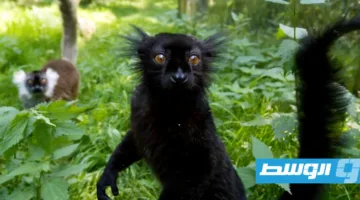 بحث علمي يبرز تناقض الفكرة السائدة حول سيطرة الذكور في عالم الرئيسيات