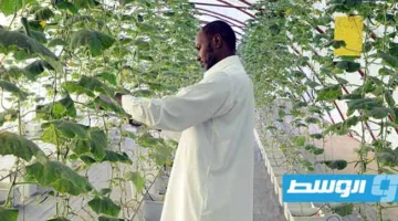 بحث علمي يقدم خمس اقتراحات للنهوض بالقطاع الزراعي في جنوب ليبيا