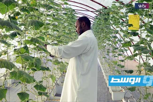 بحث علمي يقدم خمس اقتراحات للنهوض بالقطاع الزراعي في جنوب ليبيا بحث علمي يقدم خمس اقتراحات للنهوض بالقطاع الزراعي في جنوب ليبيا