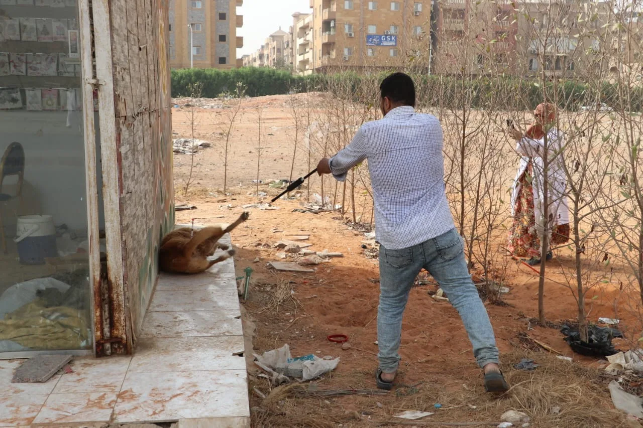 بدء حملة تطعيم الكلاب ضد داء الكلب في مدينة 6 أكتوبر بدء حملة تطعيم الكلاب ضد داء الكلب في مدينة 6 أكتوبر