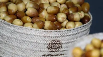 برعاية منصور بن زايد.. انطلاق فعاليات «ليوا للرطب» اليوم