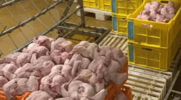 بيئة الخرج تستعيد مسلخ دواجن غير قانوني في منطقة الرياض.