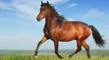 تأويل حلم الخيل وفقًا لابن سيرين.. هل تُعتبر علامة على الخير؟