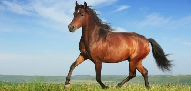 تأويل حلم الخيل وفقًا لابن سيرين.. هل تُعتبر علامة على الخير؟ تأويل حلم الخيل وفقًا لابن سيرين.. هل تُعتبر علامة على الخير؟