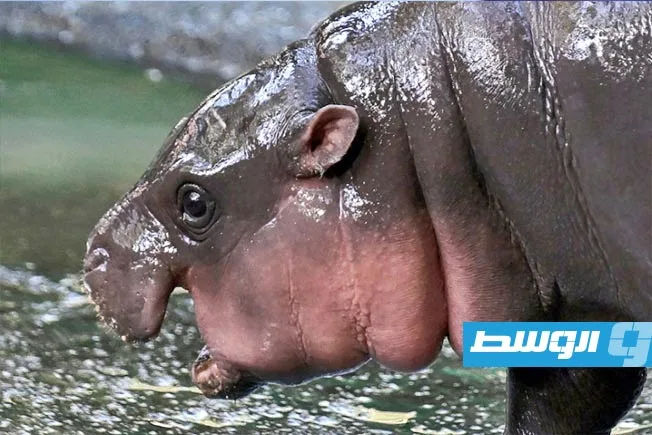 تايلاند تُعبر عن فرحتها بمناسبة عيد ميلاد فرس النهر «مو دينغ» الأول تايلاند تُعبر عن فرحتها بمناسبة عيد ميلاد فرس النهر «مو دينغ» الأول