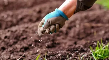 تبلغ صادرات الأسمدة 945 مليون دولار في غضون 4 أشهر