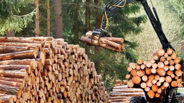 تراجع أسعار الخشب في ظل ركود سوق الإسكان الأمريكي مع استقرار العرض والطلب