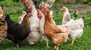 تطورات أسعار الدجاج الأبيض والبلدي في مصر يوم الجمعة: استقرار نسبي ومفاجآت في الأسواق بتاريخ 25 يوليو